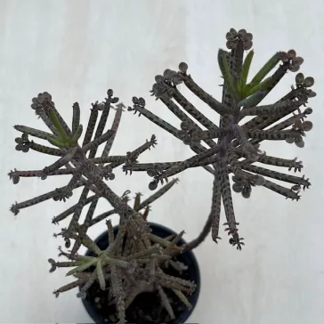 Kalanchoe tubiflora