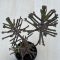 Kalanchoe tubiflora