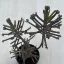 Kalanchoe tubiflora