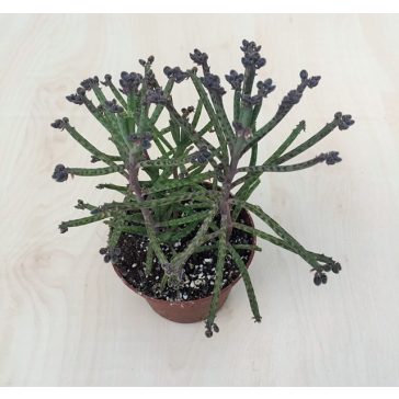 Kalanchoe tubiflora