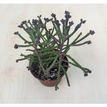 Kalanchoe tubiflora