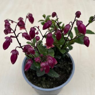 Csüngő virágú korallvirág 