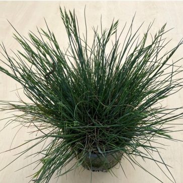 Kék csenkesz - Festuca glauca