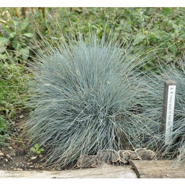 Kék csenkesz - Festuca glauca