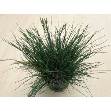 Kék csenkesz - Festuca glauca