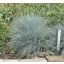 festuca glauca