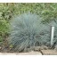 festuca glauca