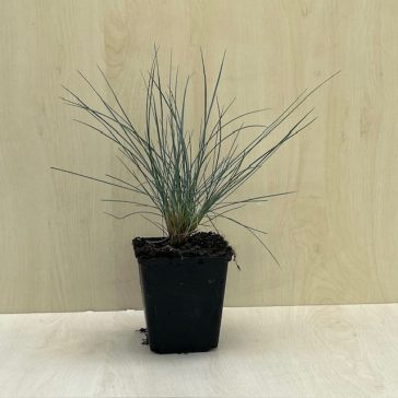 festuca glauca