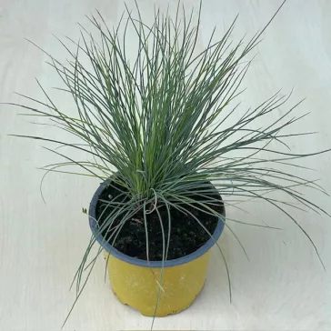 festuca glauca