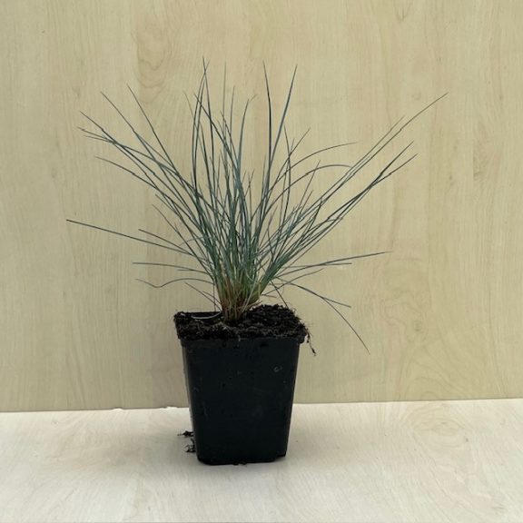 Kék csenkesz - Festuca glauca 'Elijah Blu'