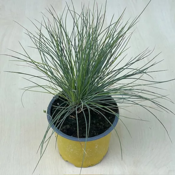 Kék csenkesz - Festuca glauca 'Elijah Blu'
