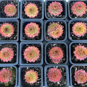 Kövirózsa 19 - arany-bordó (1 db)