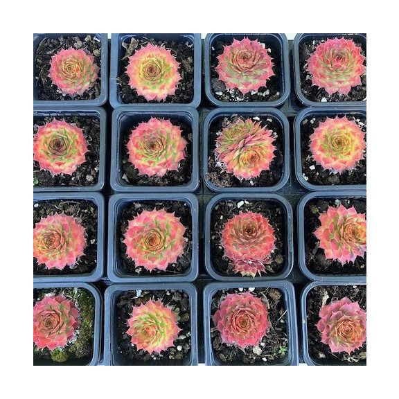 Kövirózsa 19 - arany-bordó (1 db)