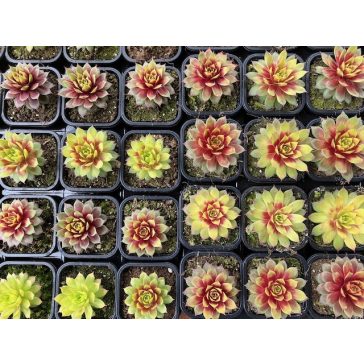 Kövirózsa 19 - arany-bordó (1 db)