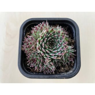 Sempervivum calcareum - Kövirózsa 83.