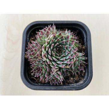 Sempervivum calcareum - Kövirózsa 83.