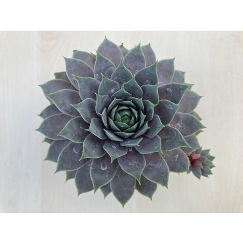 Sempervivum Grape Tone