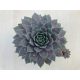Sempervivum Grape Tone