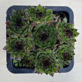 Sempervivum 'Appletini' - Kövirózsa 98.