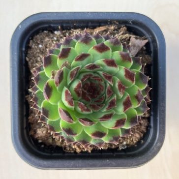 Sempervivum 'Appletini' - Kövirózsa 98.