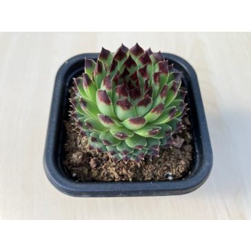 Sempervivum 'Appletini' - Kövirózsa 98.
