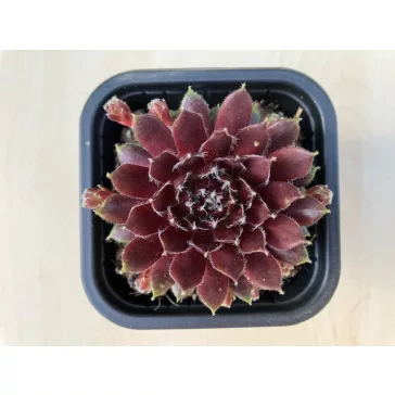 Kövirózsa 99.