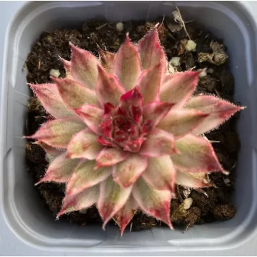 Kövirózsa 'Saxon'