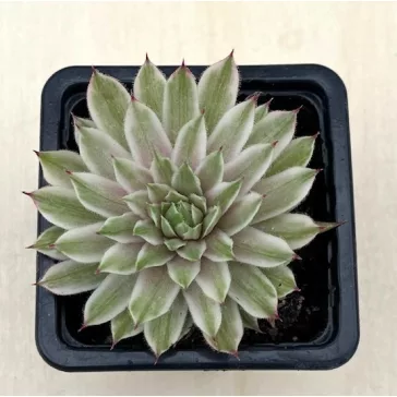 Kövirózsa 'Saxon'