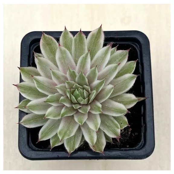 Kövirózsa 'Saxon'