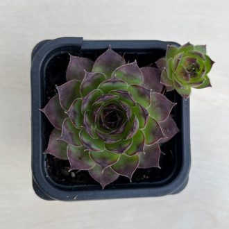 Sempervivum tectorum - Kövirózsa 131
