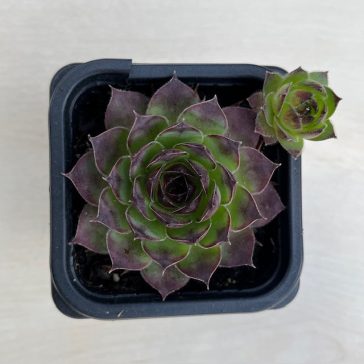 Sempervivum tectorum - Kövirózsa 131