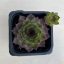 Sempervivum tectorum - Kövirózsa 131