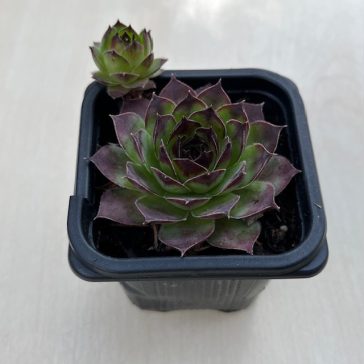Sempervivum tectorum - Kövirózsa 131