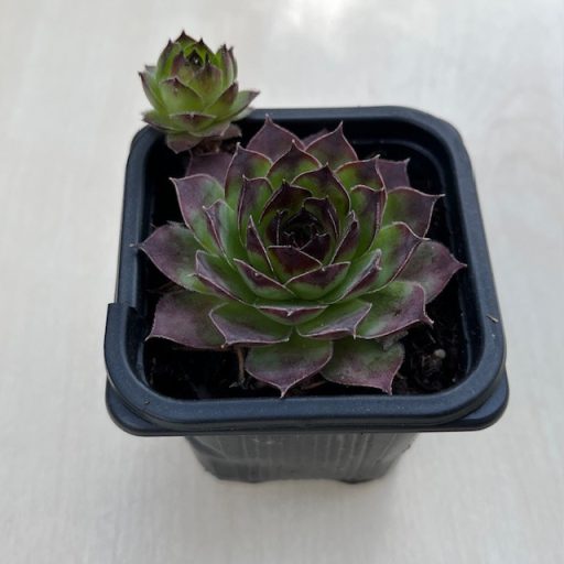 Sempervivum tectorum - Kövirózsa 131