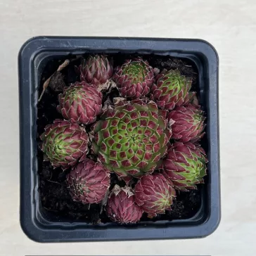 Sempervivum jovibarba - Kövirózsa 27.