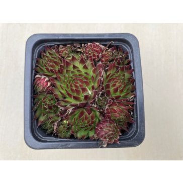 Sempervivum jovibarba - Kövirózsa 27.