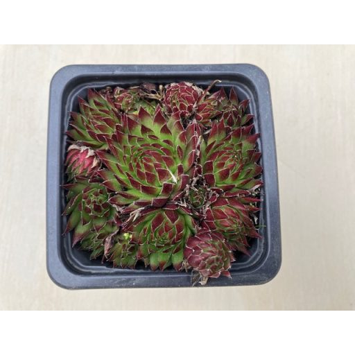Sempervivum jovibarba - Kövirózsa 27.
