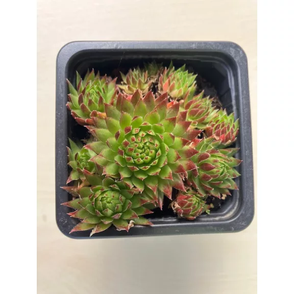 Sempervivum jovibarba - Kövirózsa 27.