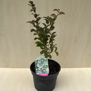 Kínai selyemmirtusz - Lagerstroemia indica 'Alba'