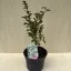 Kínai selyemmirtusz - Lagerstroemia indica 'Alba'