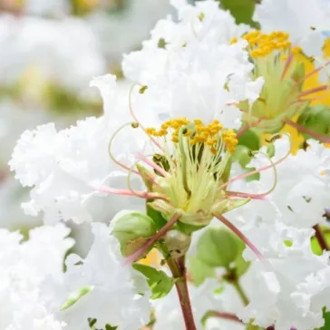 Kínai selyemmirtusz - Lagerstroemia indica 'Alba'