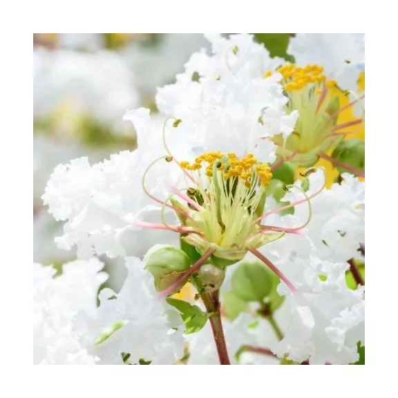 Kínai selyemmirtusz - Lagerstroemia indica 'Alba'