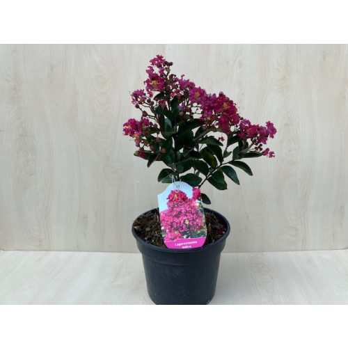 Kínai selyemmirtusz - Lagerstroemia indica 'Berry Dazzle' - elvirágzott!