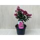 Kínai selyemmirtusz - Lagerstroemia indica 'Berry Dazzle' - elvirágzott!