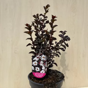   Kínai selyemmirtusz - Lagerstroemia 'Black Diamond 'Pure White'
