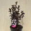 Kínai selyemmirtusz - Lagerstroemia 'Black Diamond 'Pure White'