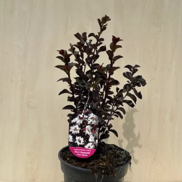   Kínai selyemmirtusz - Lagerstroemia 'Black Diamond 'Pure White'