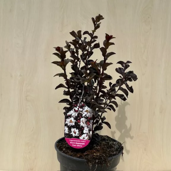 Kínai selyemmirtusz - Lagerstroemia 'Black Diamond 'Pure White'