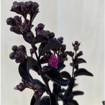   Kínai selyemmirtusz - Lagerstroemia 'Black Diamond 'Purely Purple'