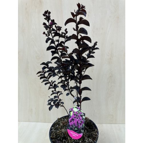 Kínai selyemmirtusz - Lagerstroemia 'Black Diamond 'Purely Purple'